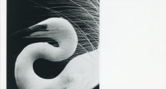 つよし　幻の「白鷺」 つよし 幻の「白鷺」 つよし 幻の「白鷺」 Tsurugi Kenzaki | WIXOSS